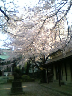 美しい桜